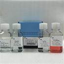 LDS1080P 大鼠脏器组织单个核细胞分离液KIT