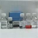 WBC1110P 猪脏器组织白细胞分离液试剂盒（分子生物学及细胞培养专用）