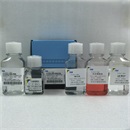 小鼠肿瘤浸润组织白细胞分离液试剂盒（分子生物学及细胞培养专用）